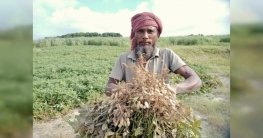 নাটোরে চিনাবাদামের বাম্পার ফলন, কৃষকের মুখে হাসি নাটোরে চিনাবাদামের বাম্পার ফলন, কৃষকের মুখে হাসি