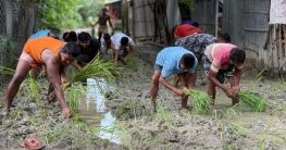রাস্তায় ধান রোপণ করে ব্যতিক্রমী প্রতিবাদ